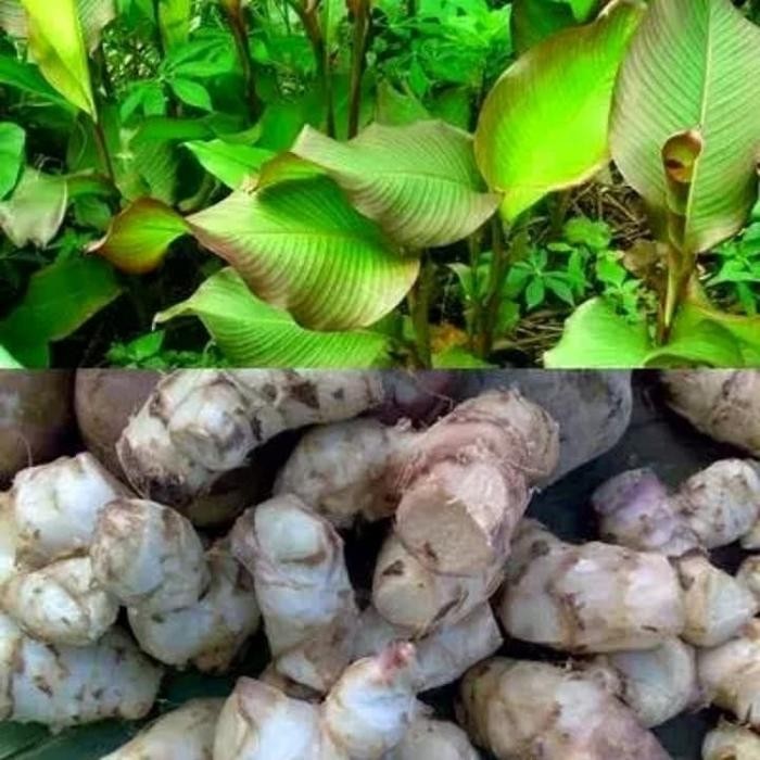 

bibit tanaman umbi ganyong