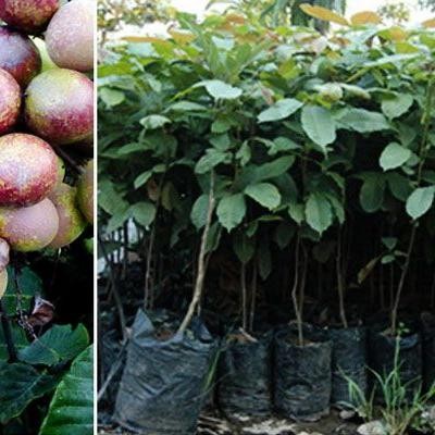 

bibit tanaman buah matoa super manis