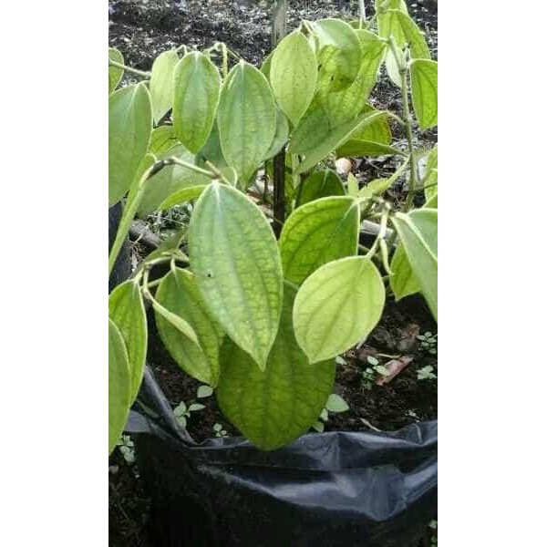 

bibit tanaman lada perdu super