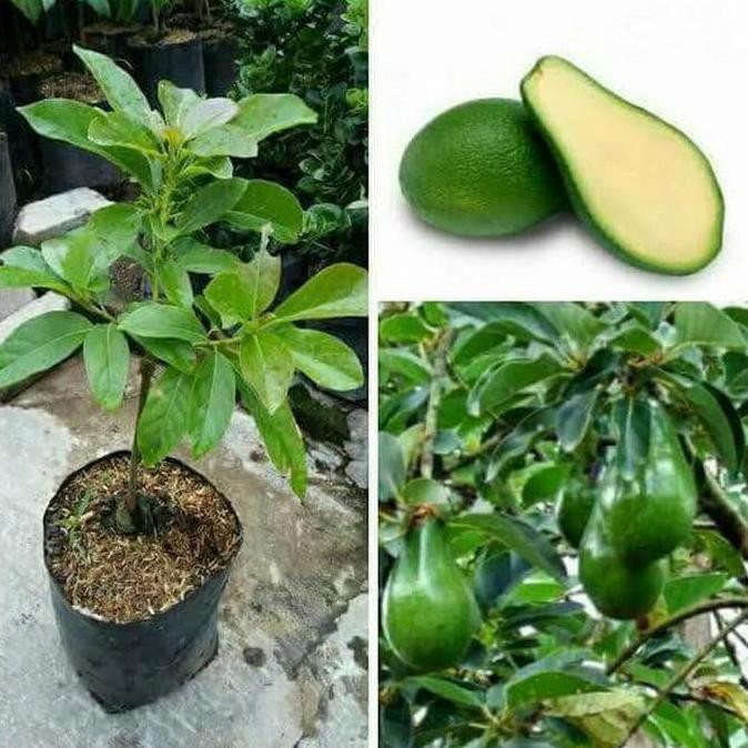 

bibit alpukat non biji buah alpukat tanaman alpukat okulasi