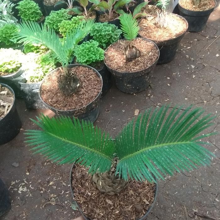 

tanaman hias palem sikas bibit 30cm