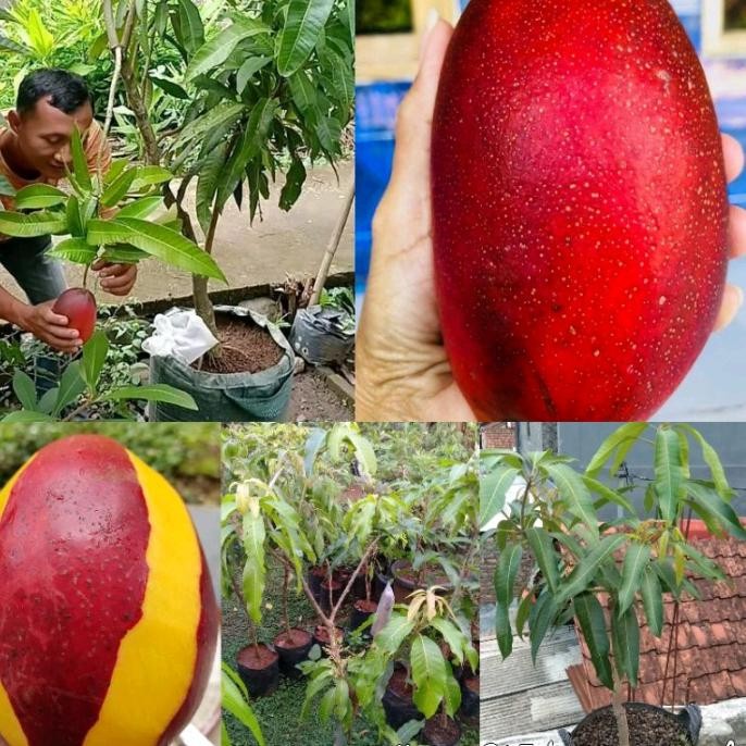 

BIBIT TANAMAN BUAH MANGGA YUWEN SERI 6