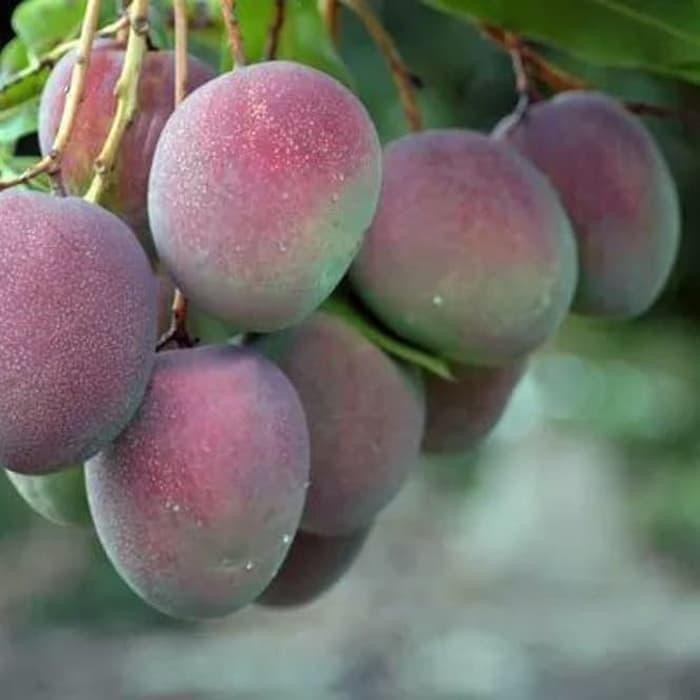 

Bibit pohon mangga apel - Tanaman buah manggah appel - Merah