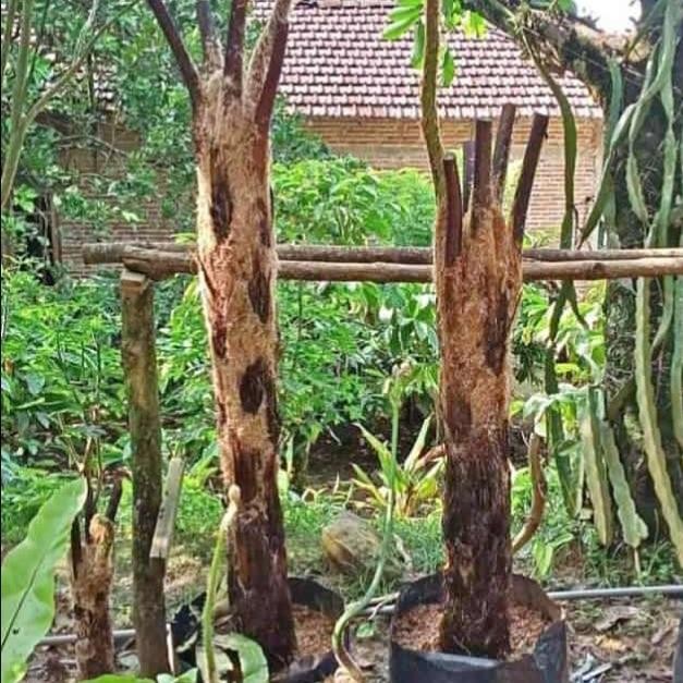 

bibit tanaman hias paku monyet/pakis monyet 50 cm sampai 75cm