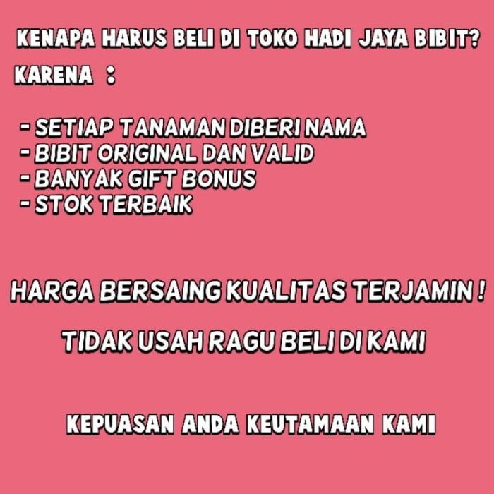 

bibit tanaman jeruk purut okulasi wangi daun angka 8 wasyki 2584gf