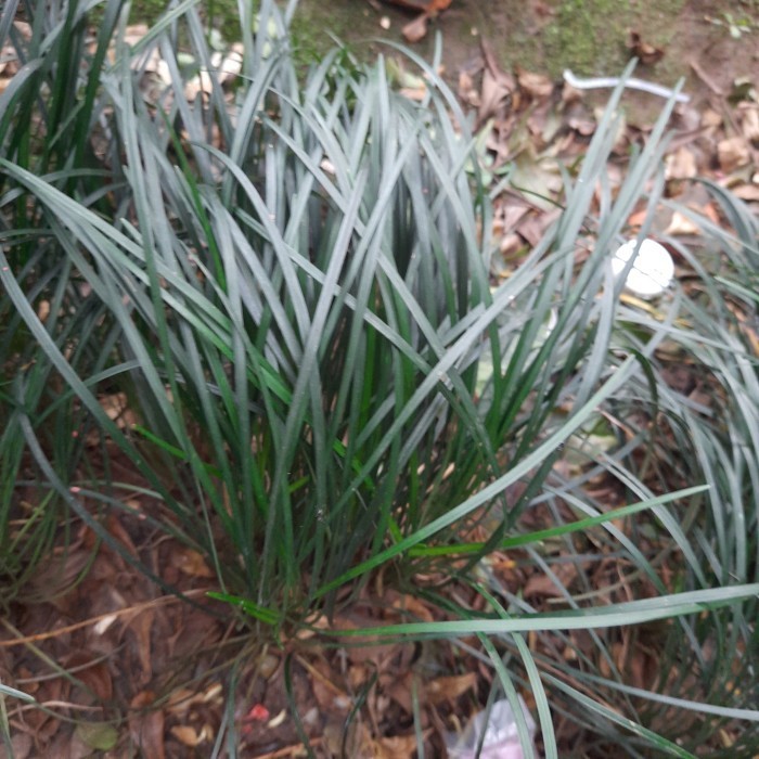 [Allthebest] kucai gondrong/kucai tinggi