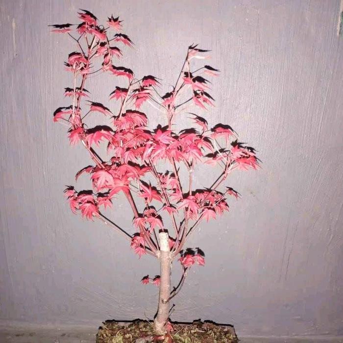 bonsai Japanese red maple - tanaman hias bonsai - red maple