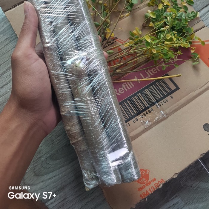 (Allthebest) Stek 5 batang pohon kelor merah tanaman herbal