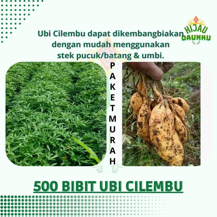ASLI Paket 500 Bibit Ubi Cilembu Jalar Rambat Stek Umbi Ketela Manis - Daun, Kuning, Taan, Ungu,