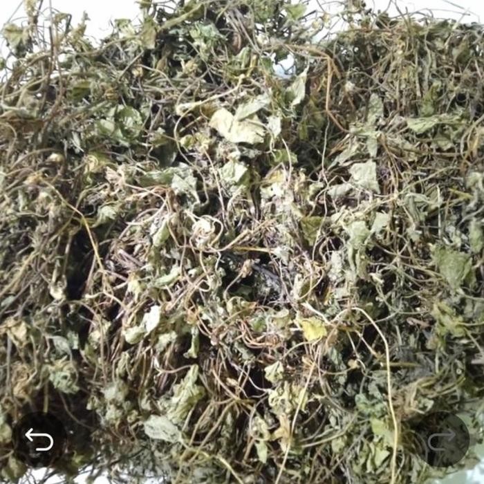 

TERMURAHH!! Daun Pegagan Kering 100gr - Antanan - Daun Kaki Kuda Asli