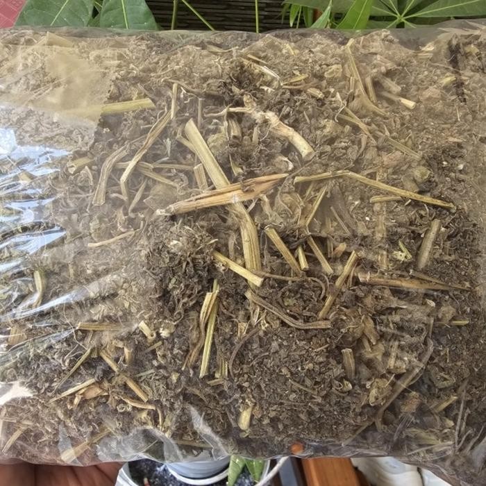 

TERMURAHH!! Ciplukan Kering 500gr - Ceplukan kering