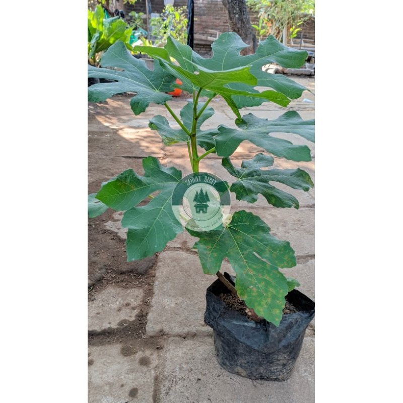 Bibit Buah Tin Super