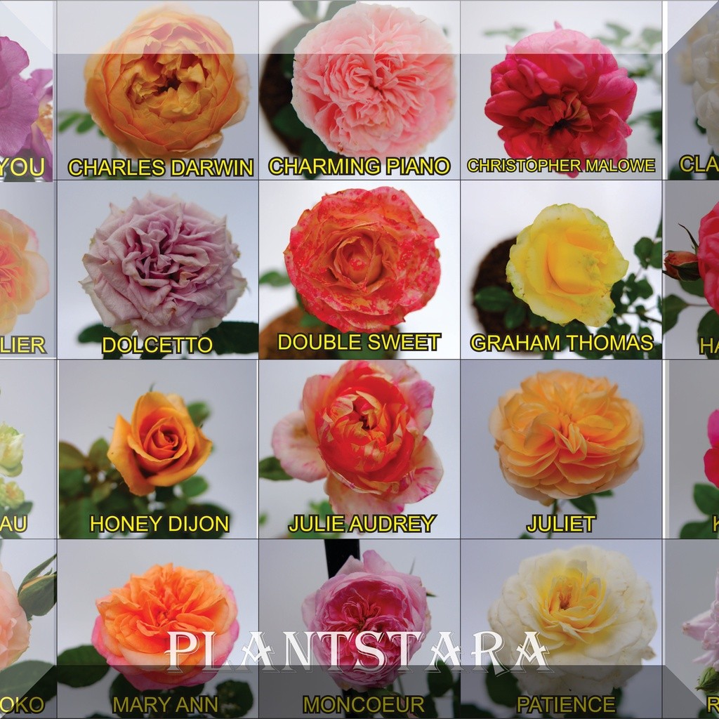 Tanaman Hidup Bibit Bunga Mawar Import Hidup-Mawar Wangi-Mawar Rambat