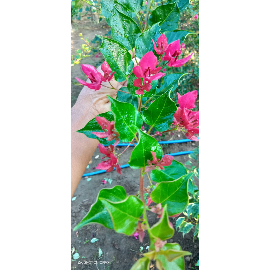 Bugenvil monalisa merah fanta original