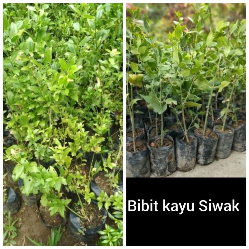 BIBIT TANAMAN KAYU SIWAK [fresh]