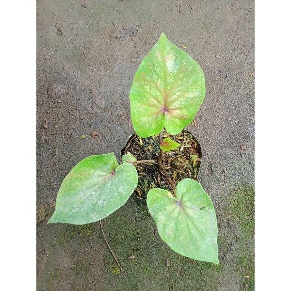 Pinan Shop Tanaman Hias Caladium Srikandi / Keladi Srikandi