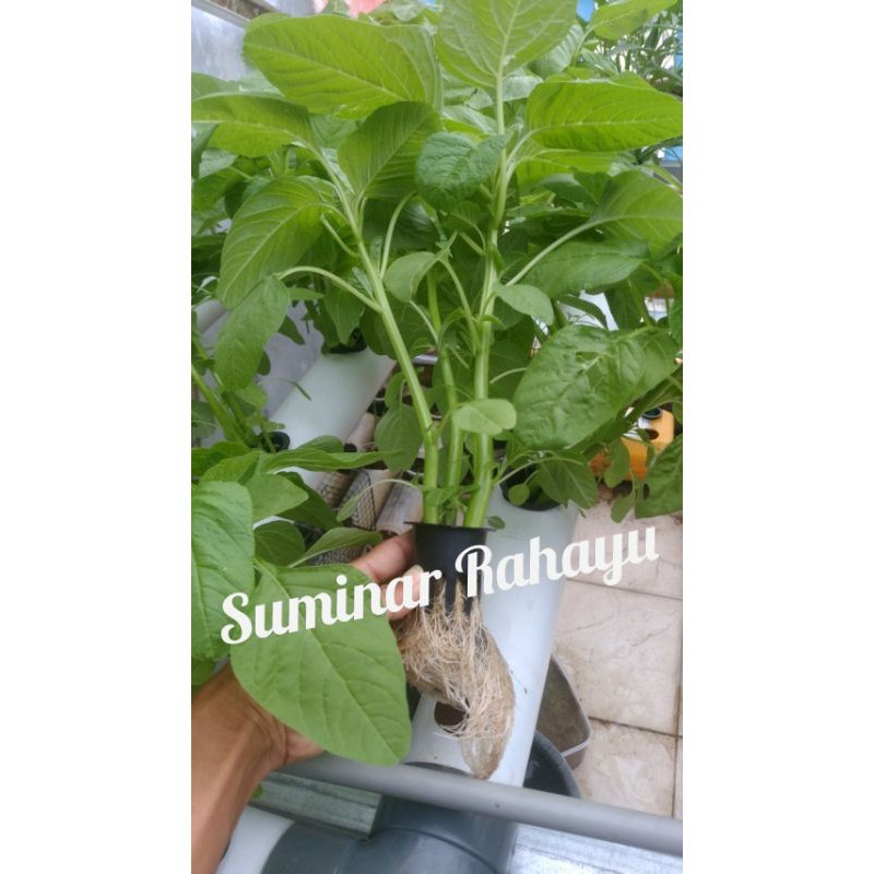 Pinan Shop Ab Mix Sayur Daun Pupuk Ab Mix Cair Ab Mix Hidroponik Pupuk Nutrisi Ab Mix