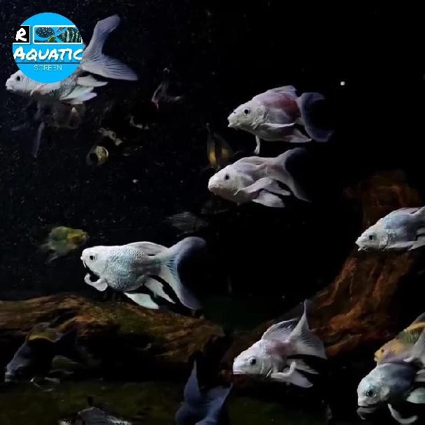 Hudiolong/Koi Butterfly Shortbody