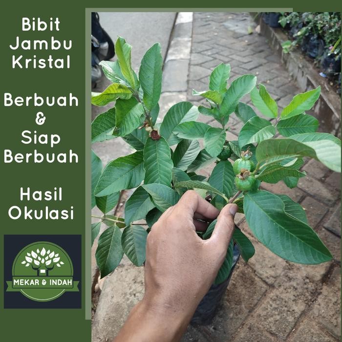 Bibit Tanaman Jambu Kristal / Pohon Jambu Kristal