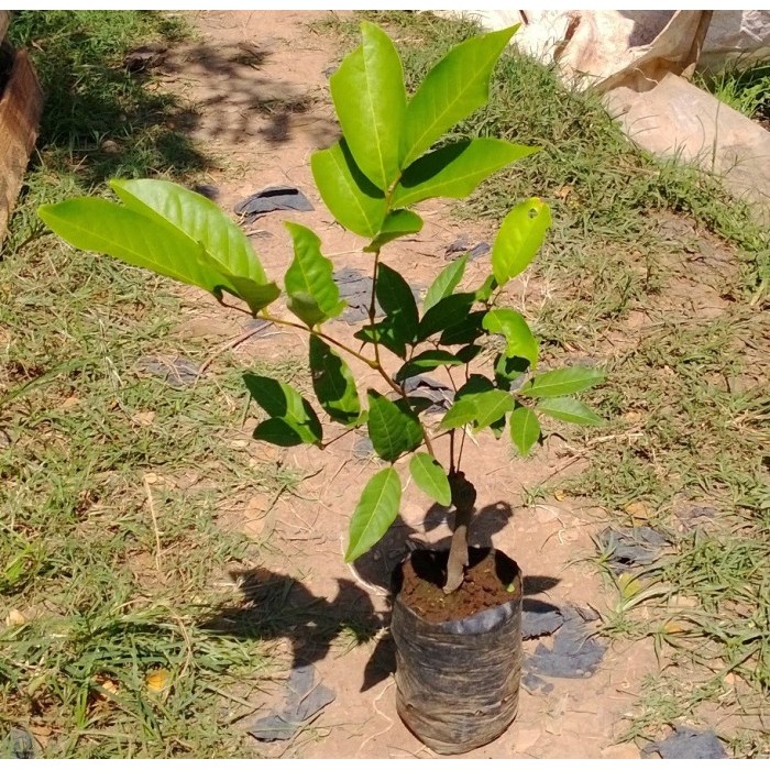 Bibit Pohon Rambutan Rapiah / Tanaman Buah Rambutan / Ropiah
