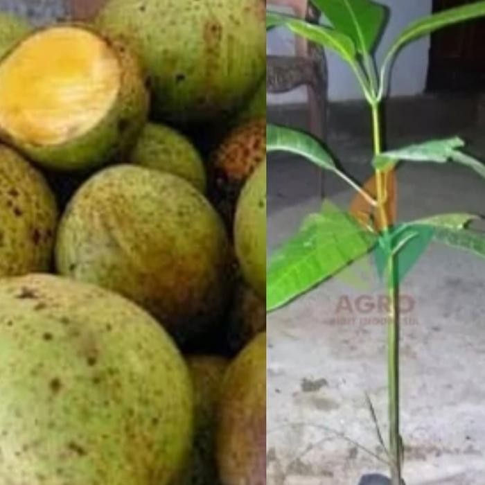 ASLI bibit taan pohon mangga pakel READY STOCK