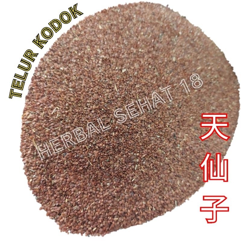 

Telur Kodok 50 Gram Tian Xian Zi 100 Persen Asli - Obat Bisul Herbal Alami PREMIUM