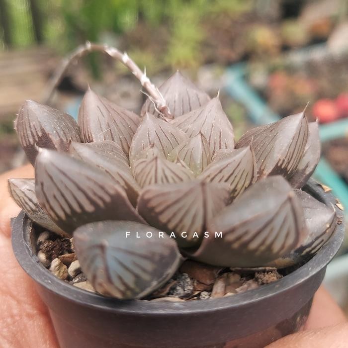 Haworthia obtusa 'Suisho' Kode 265