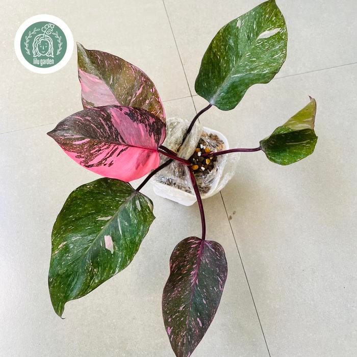 RARE: pink princess marble galaxy Kode 1225