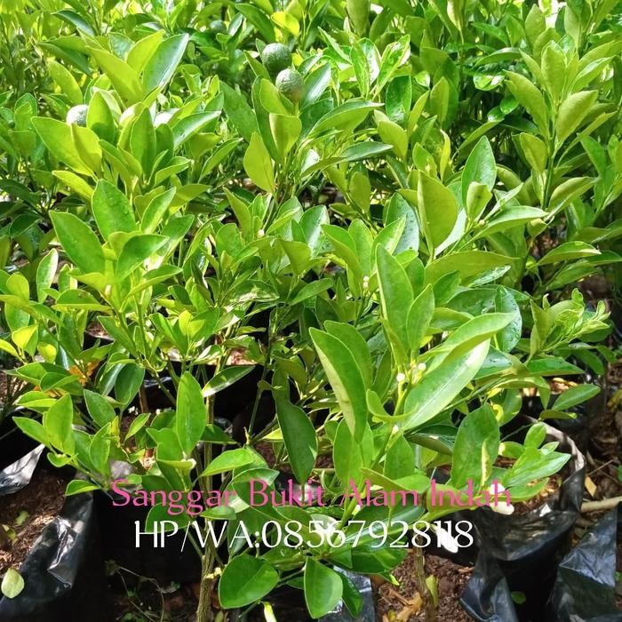 Tanaman jeruk sonkit Kode 18