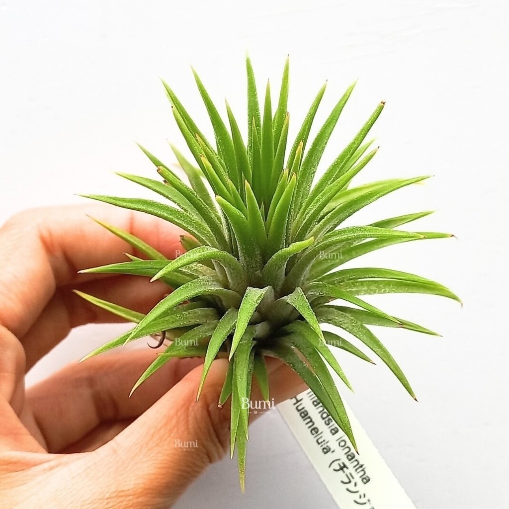 Tillandsia ionantha 'Huamelula' - BUMI AIR PLANTS Tanaman Udara Orchids