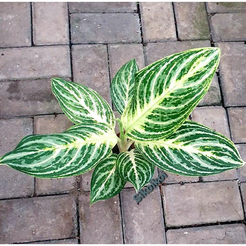 Aglonema Green Giant