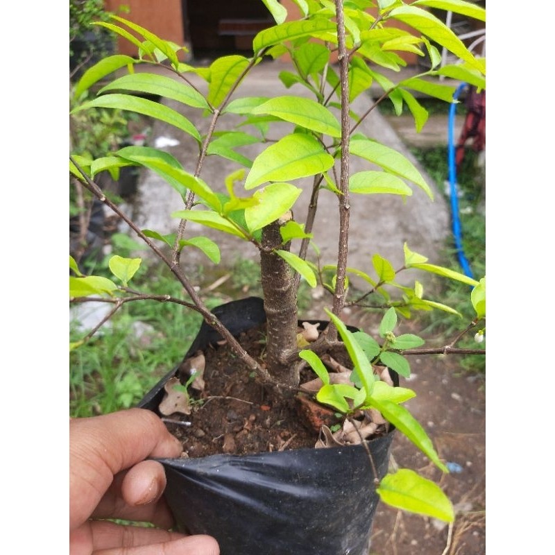 bahan bonsai anting putri /bibit anting putri