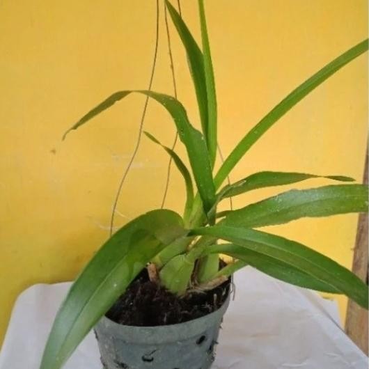 Anggrek Golden shower/oncidium siap bunga Bibit