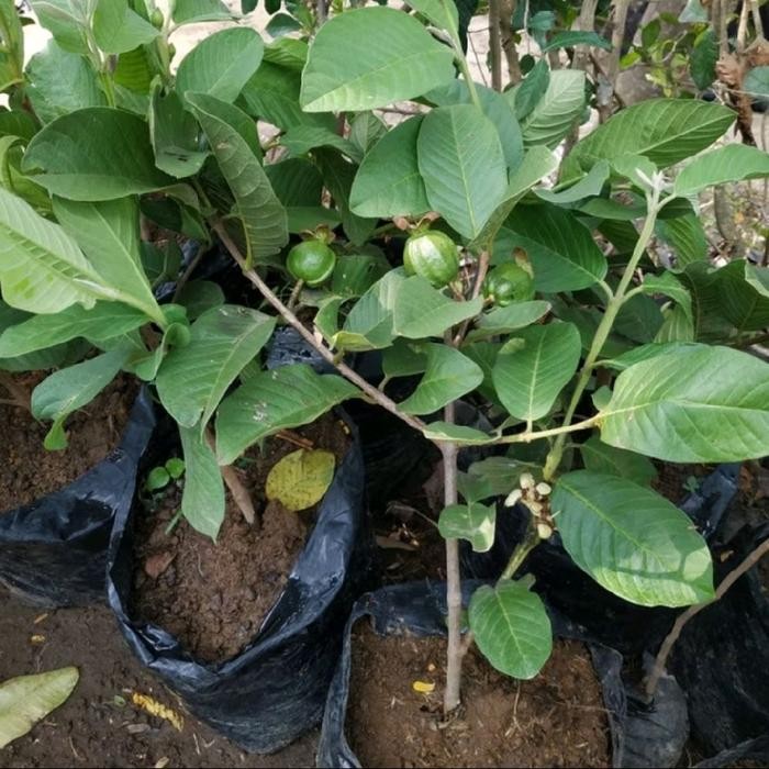 Bibit Tanaman Jambu Kristal Madu Putih Non Biji Cangkok - Stok Ready