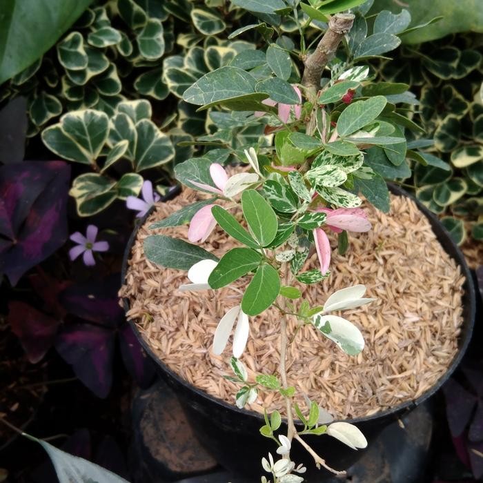 Tanaman Asam Kranji Varata Bibit/Tanaman Asam Kranji Tamarind