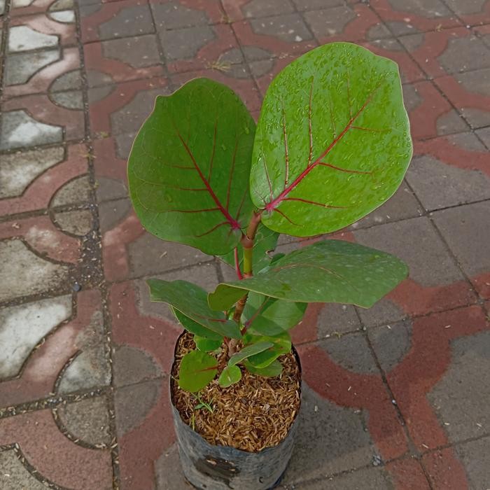 Tanaman Coccoloba Uvifera - Tanaman Pohon Anggur Laut Bibit