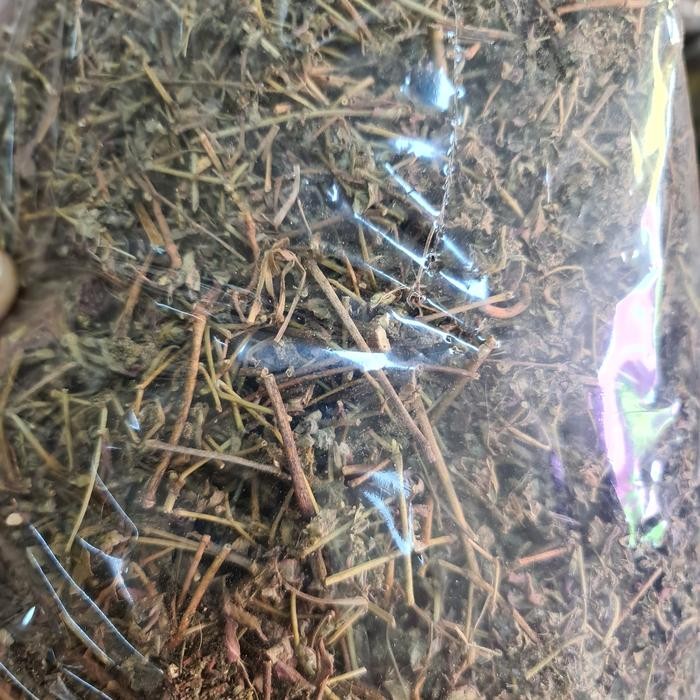 

TERMURAHH!! Patikan Kebo Kering 500gr - Petikan Kebo Kering