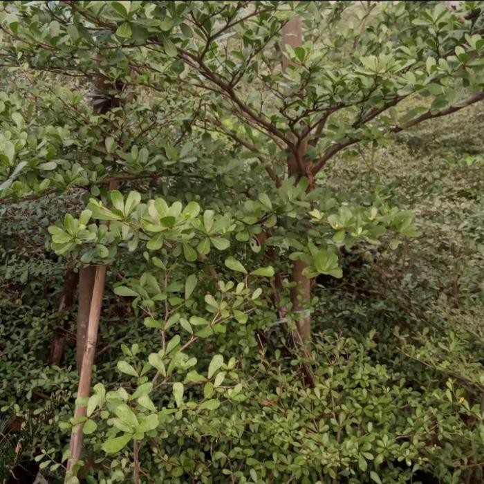 pohon ketapang kencana mini 2.5m Tanaman hias ketapang