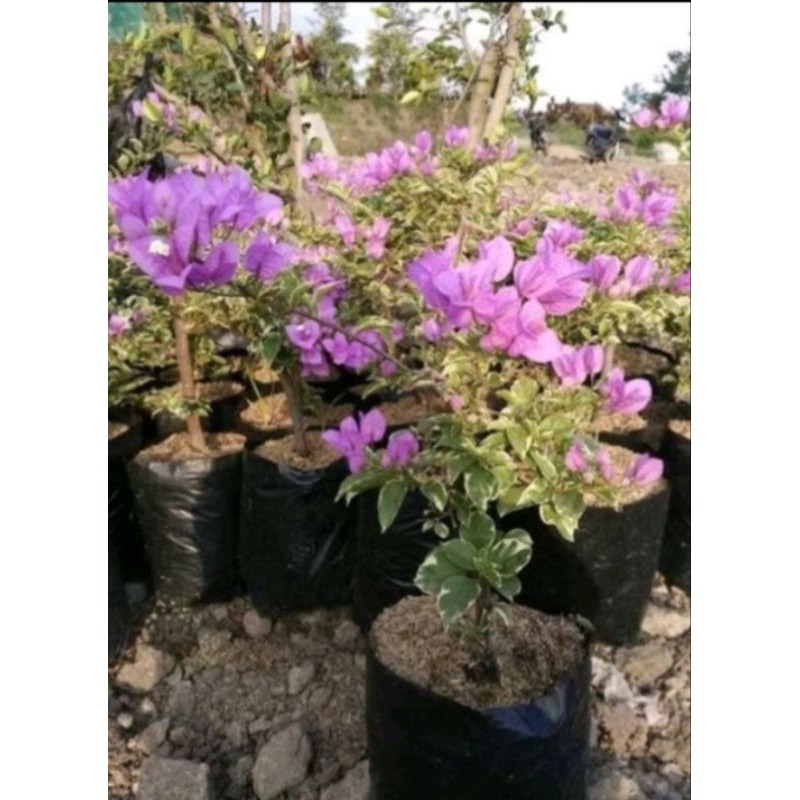Flowersbloom Tanaman Bougenville Ungu Varigata