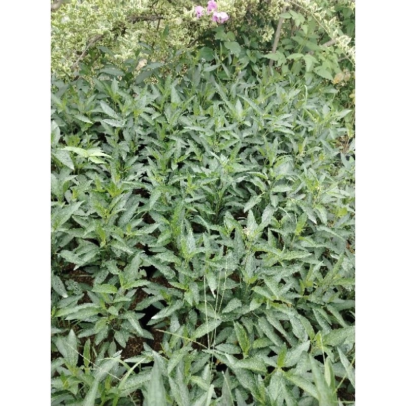 Flowersbloom Bibit Tanaman Buah Pepino Kuning/Melon