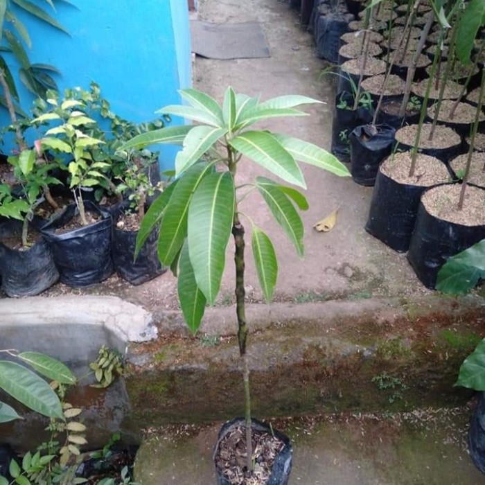 Flowersbloom Bibit Mangga Manalagi Situbondo