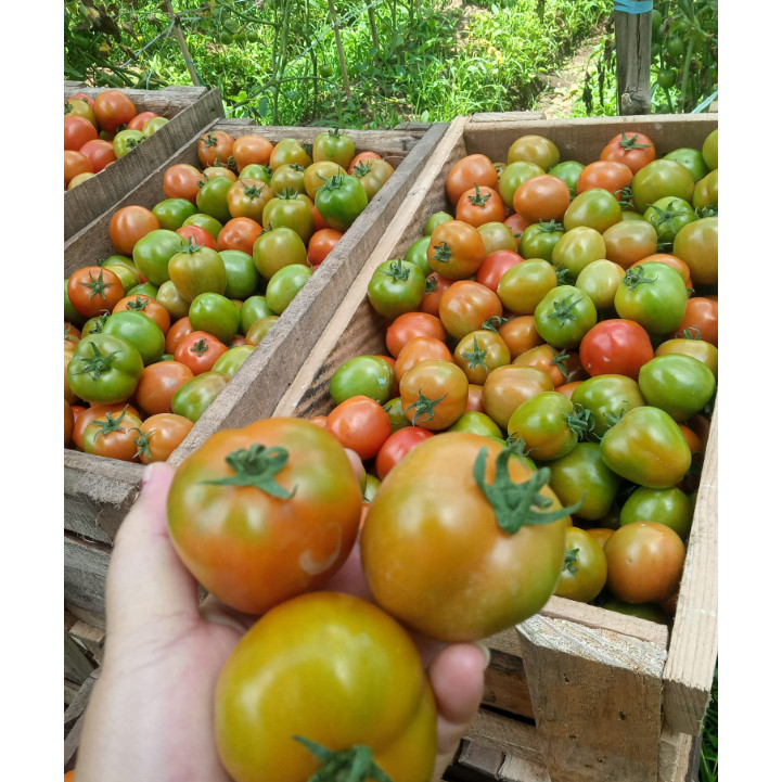 Happygardens Benih Tomat Hibrida Bravo F1 150 Biji Produksi Tinggi Ori Cap Permata Hijau