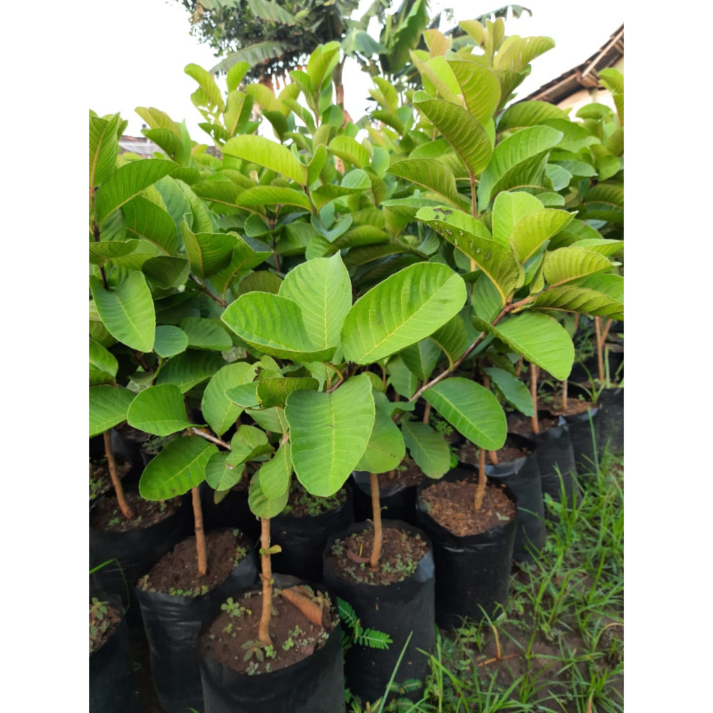Happygardens Bibit Jambu Kristal Merah (Red Diamond)