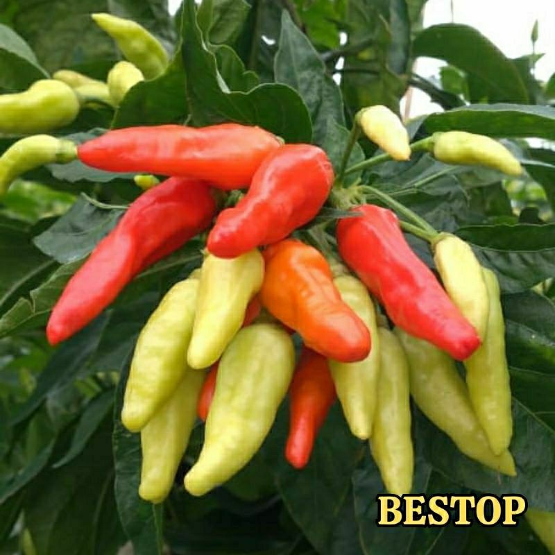 Happygardens Benih Cabe Rawit Unggul Gerombol Bestop Original 2000 Biji