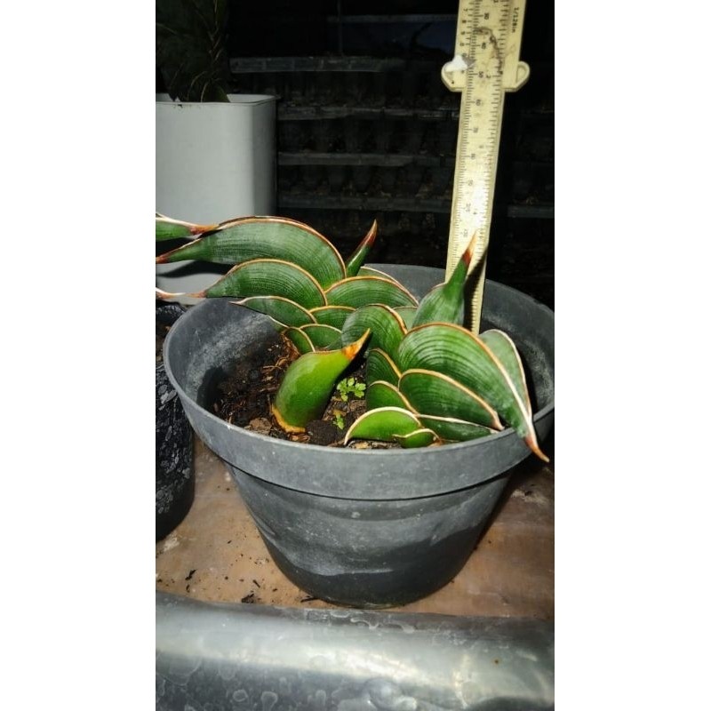Happygardens Sansevieria Rorida