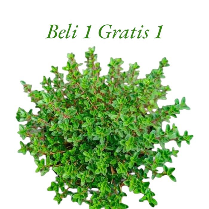 Ready Stock Tanaman Hias Thyme // Tanaman Herbal Thyme