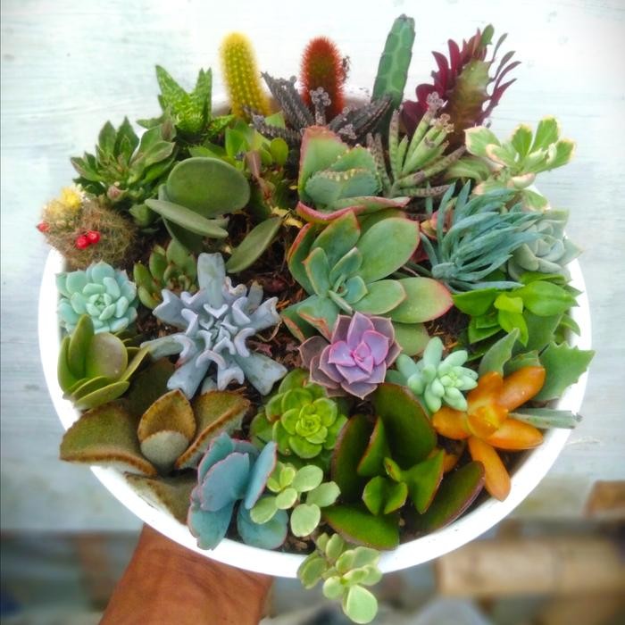 Ready Stock Kaktus Dan Sukulen Murah Tanaman Hias Tanaman Saja