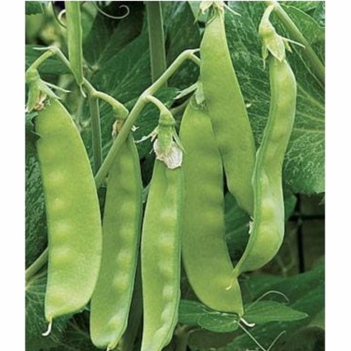 Ready Stock Benih Kacang Kapri Thaichung No.11 Ercis Snow Pea Known You Seed