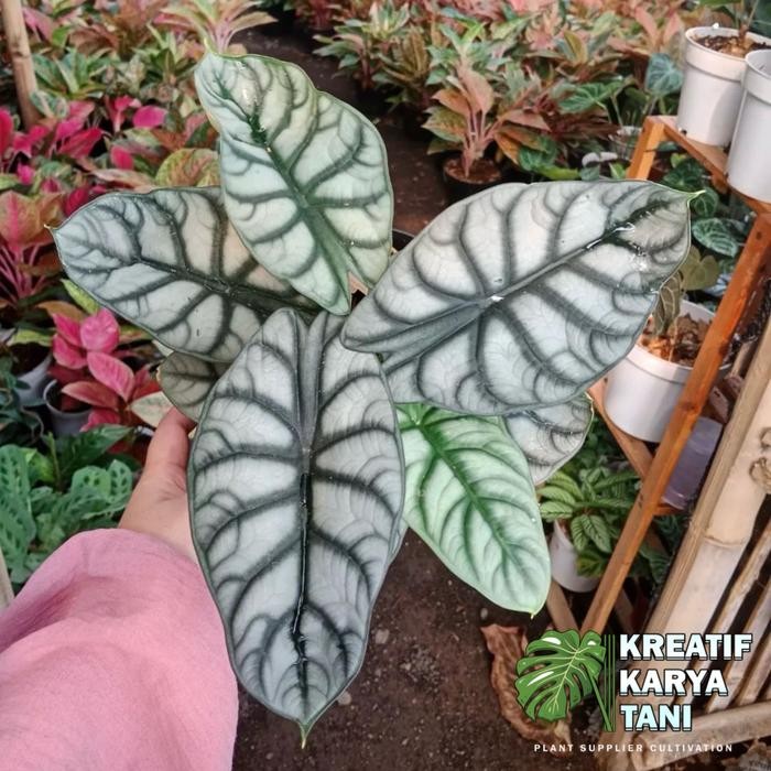 Ready Stock Tanaman Hias Alocasia Silver - Alocasia Silver