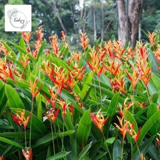 Ready Stock Tanaman Hias Heliconia - Tanaman Heliconia - Pohon Heliconia - Tanaman Hias Pisang